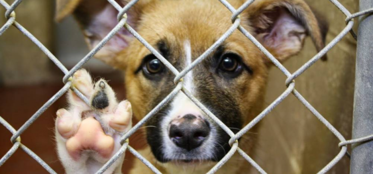 Dueños irresponsables de perros serán multados en Rosarito