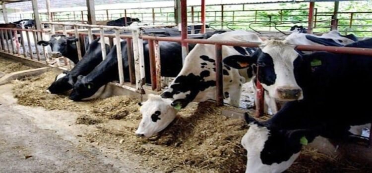 Producción ganadera de Baja California disminuyó un 50%