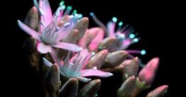 Plantas de Avatar: científicos crean suculentas que brillan en la oscuridad