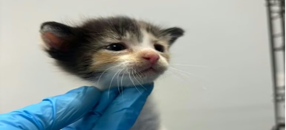 Rescatan tres gatos abandonados en Tijuana; sigue abierta investigación por presunto maltrato animal