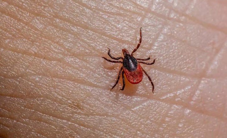 Alerta en Tijuana por rickettsia: suman cinco muertes en 2026 y prevén aumento en verano