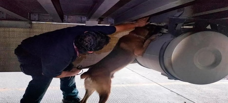 Aseguran 75.9 kilos de cocaína en la Aduana de Tijuana
