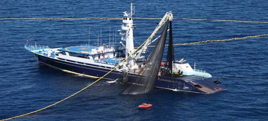 Incrementa 4.6% límite de captura de atún aleta azul en Ensenada
